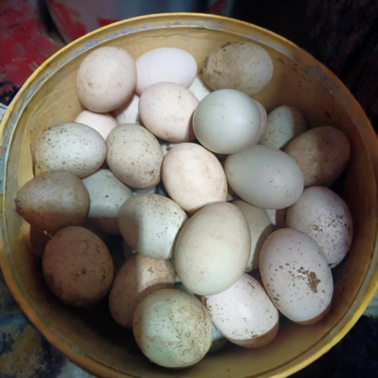鸭蛋 农家自养鸭 土鸭蛋鹅蛋合集 拍对应种类