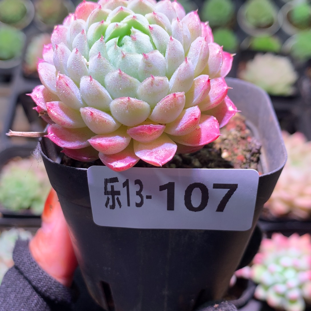 乐然13-107 羊脂球 