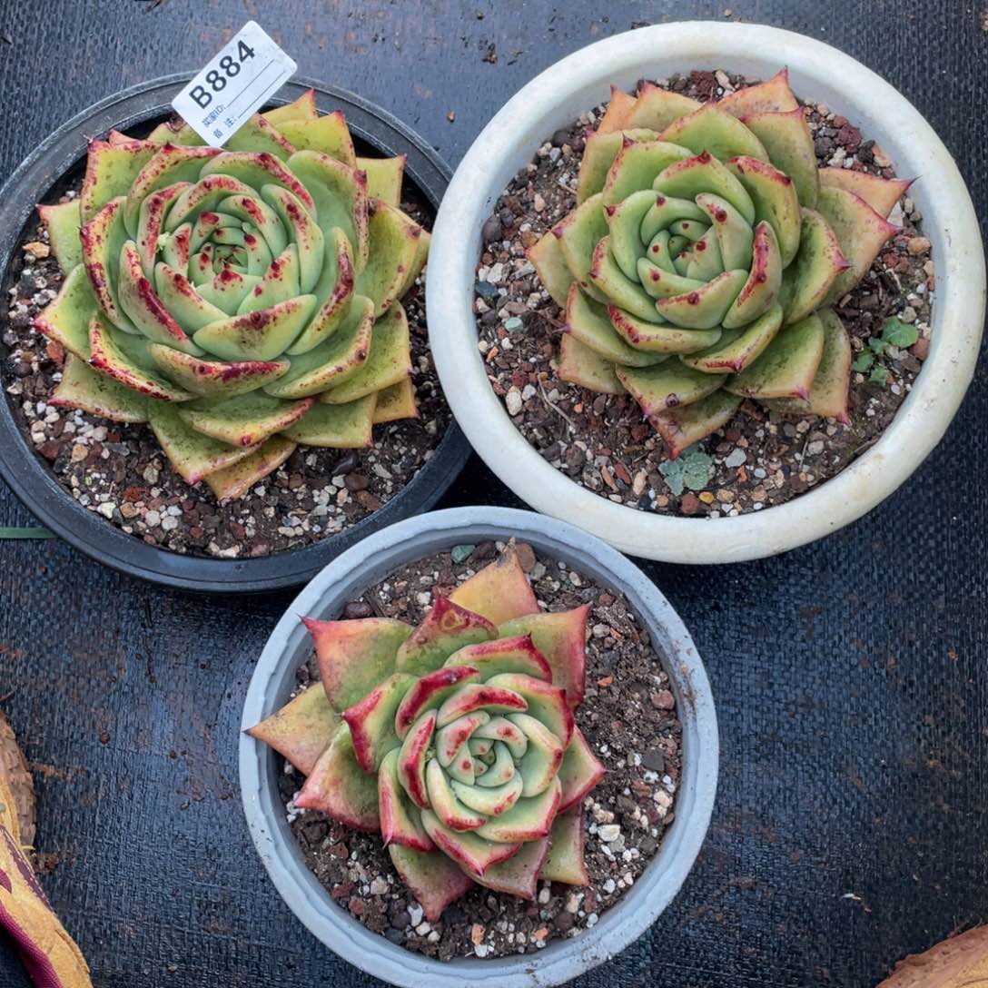 无花朵若如东云组拍B884