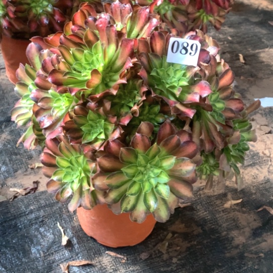 多肉植物韶华089