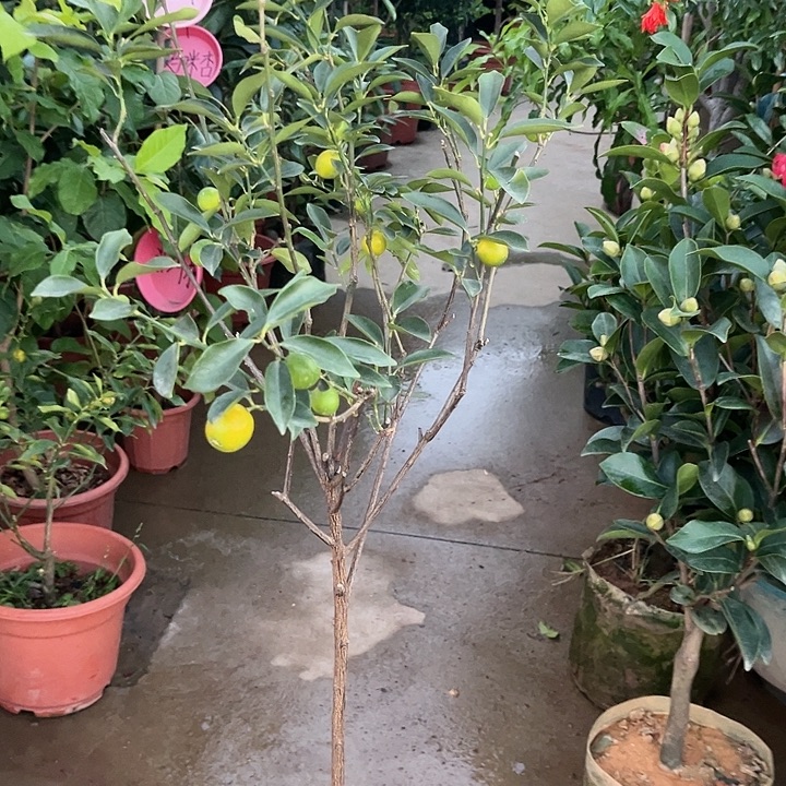 红***哥无花朵234654685785765676777