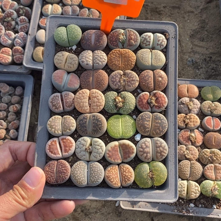 颖***颖生石花等植物的生长752