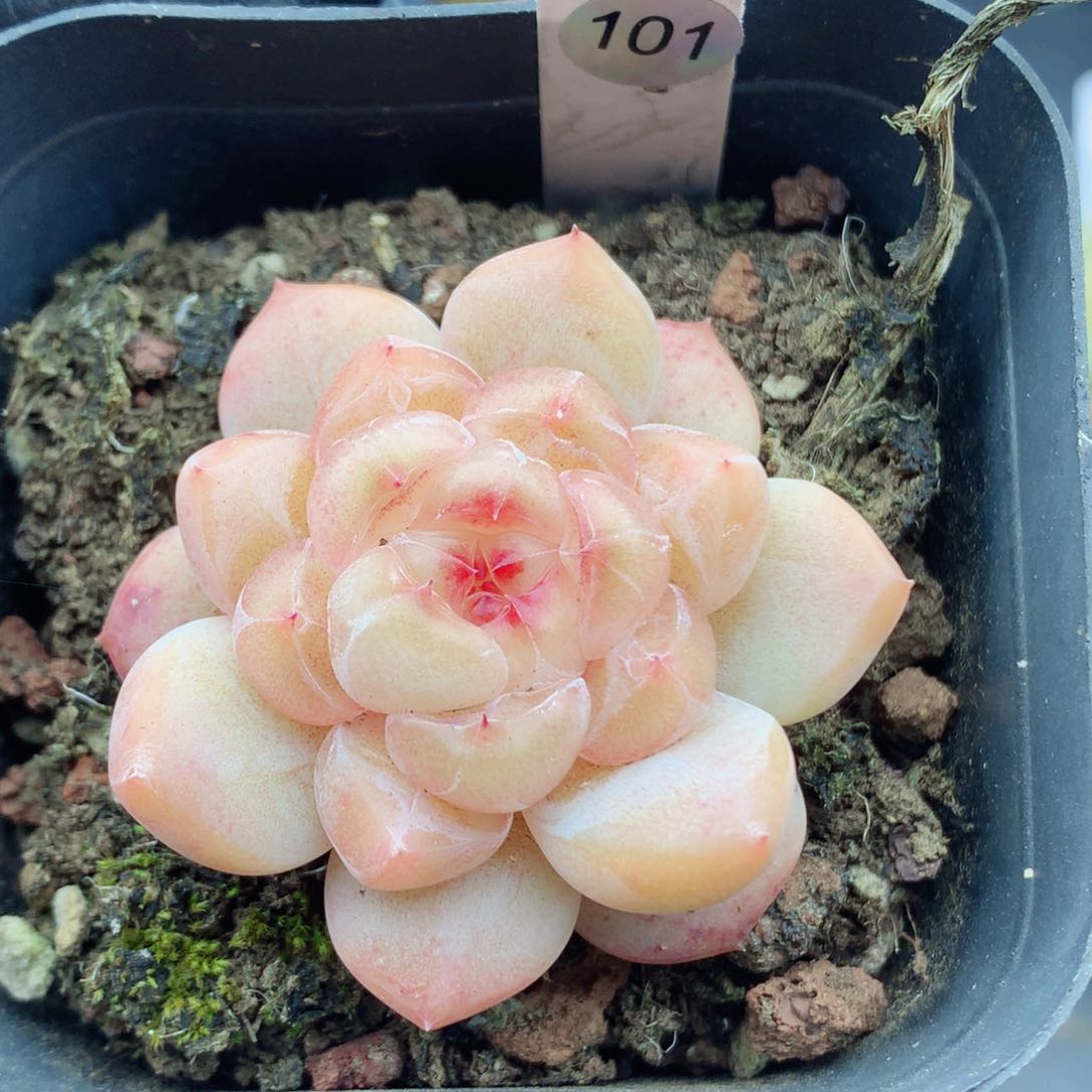 糖心58包邮  群生不包整101