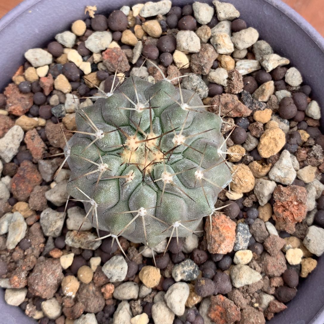 实生白刺孤龙脱土发