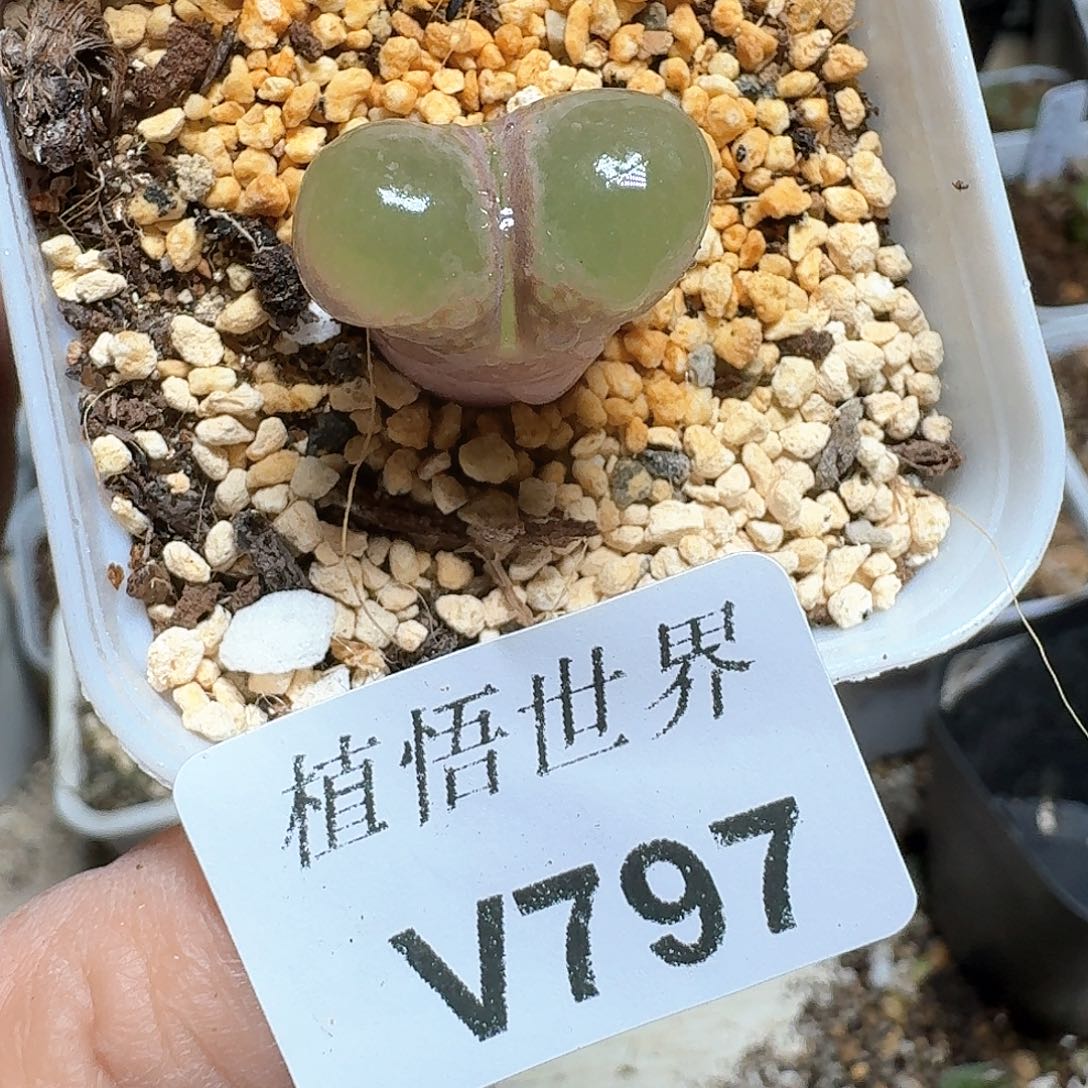 797盒多肉植物哇f g