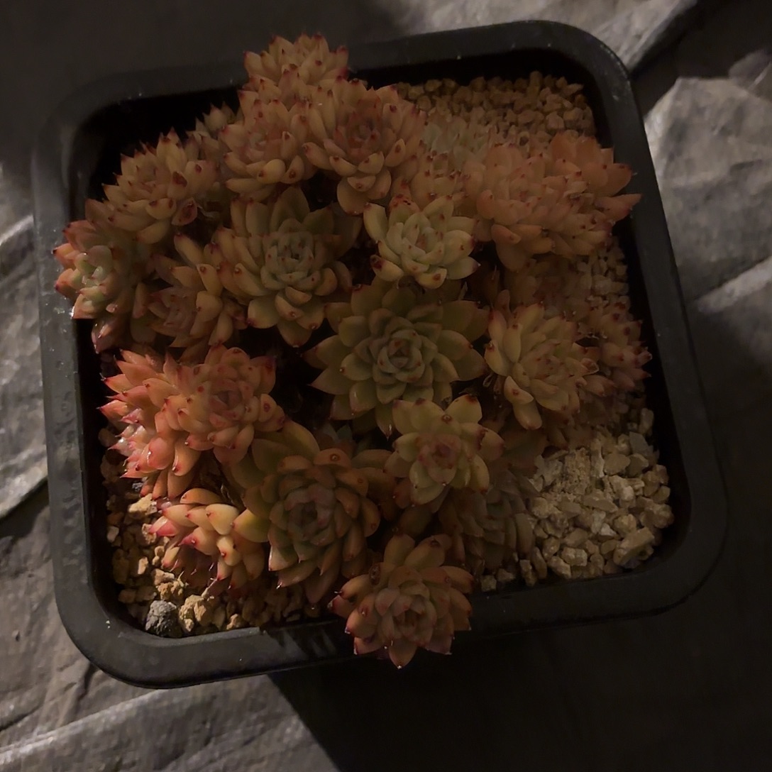 花***多肉植物啦啦啦啦啦