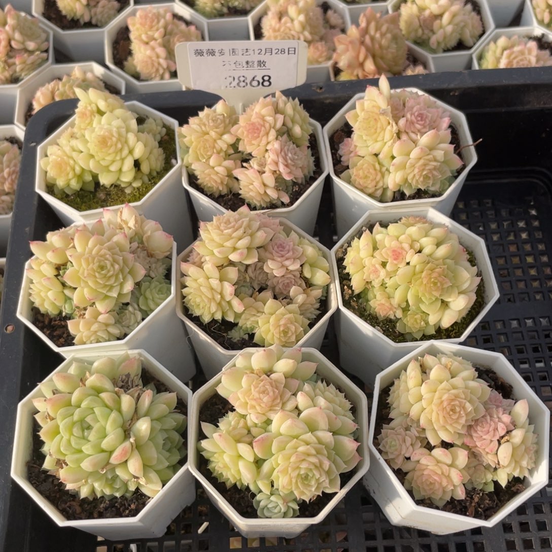 不包整散 盆子不售后2868