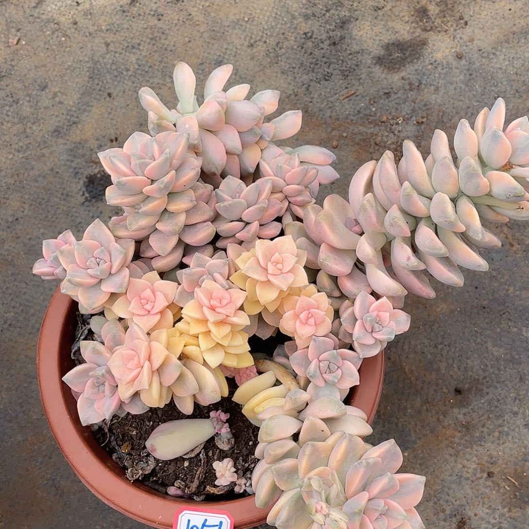 美杏锦1051 晓晓一物一拍