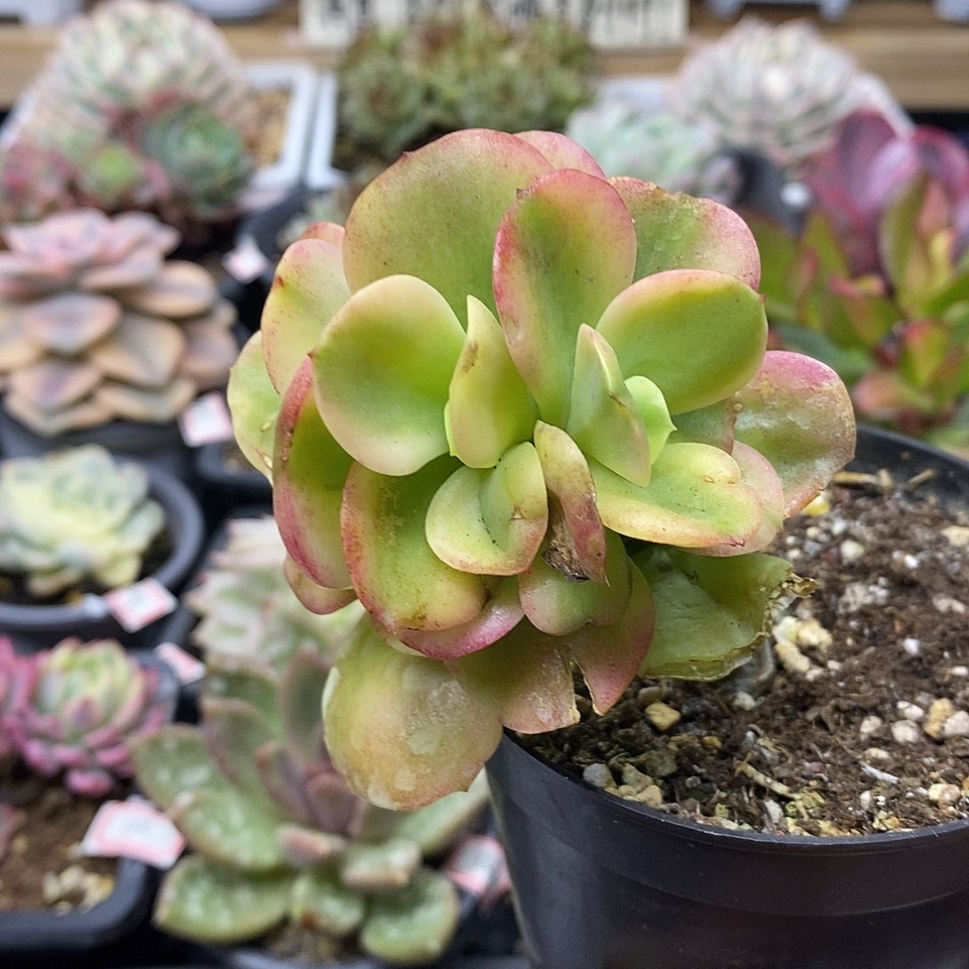 28160 红梅覆轮锦自然群