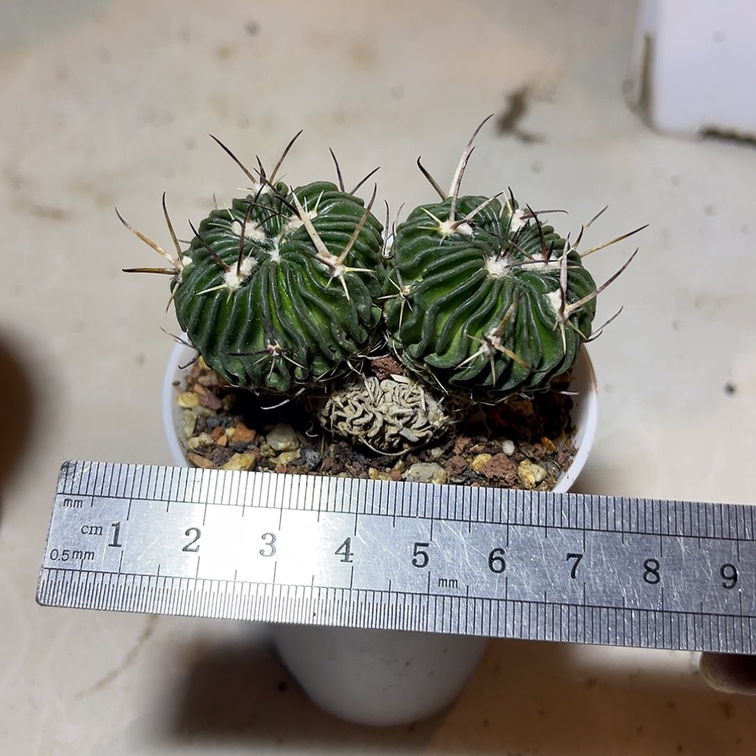 双头振武玉一物一拍