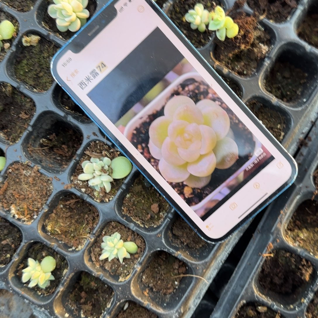 西米露74 穴一个满25包邮