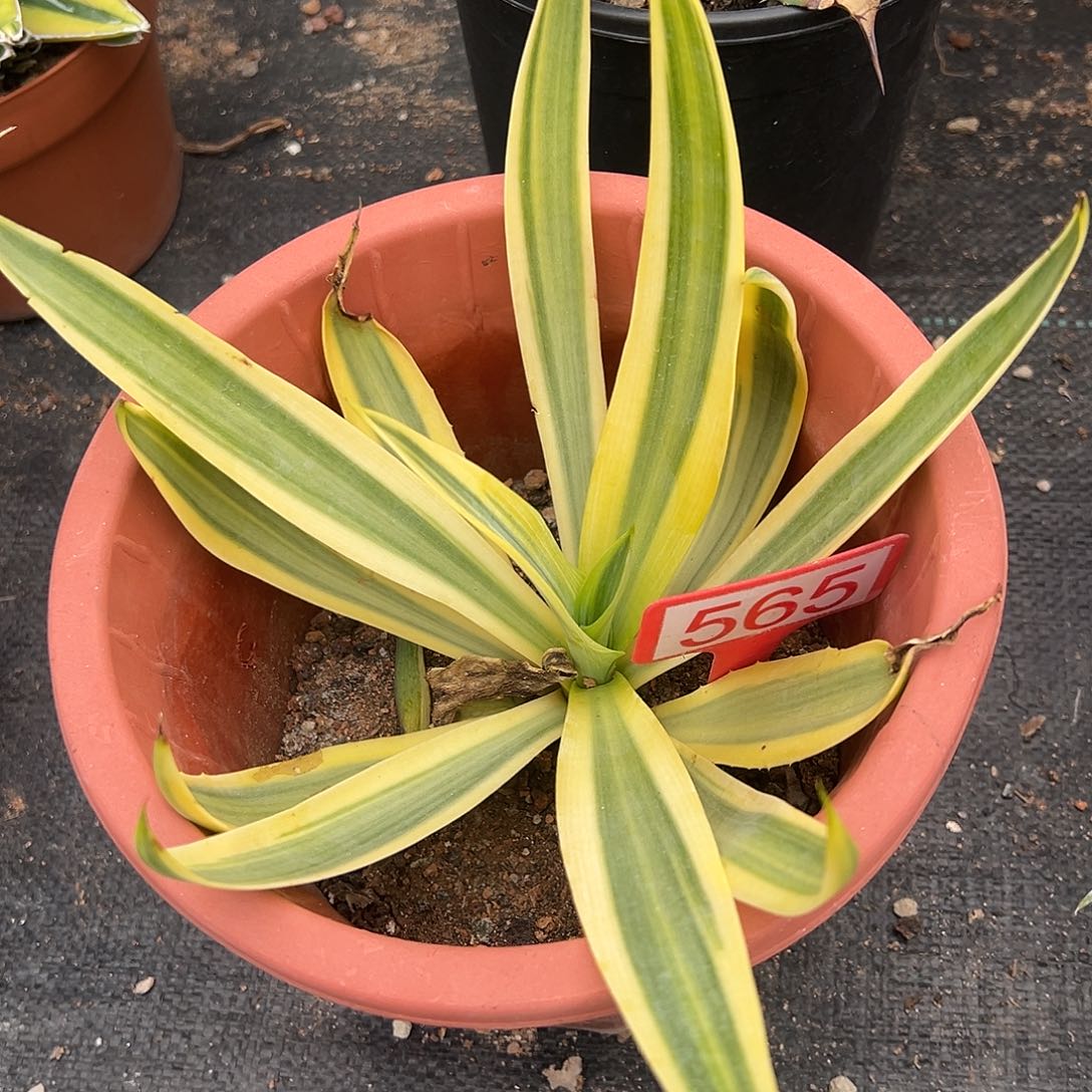 鹦鹉嘴糊斑锦龙舌兰