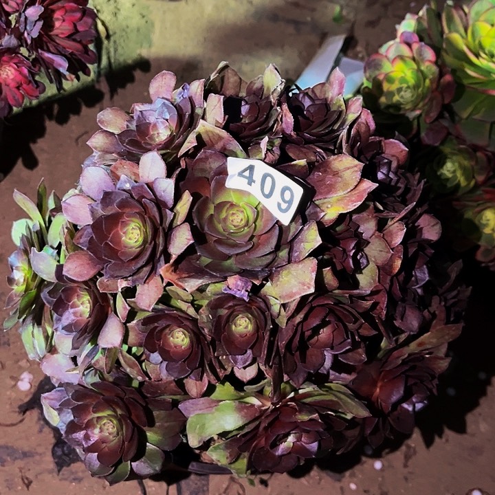 409红魔多肉植物处理不售后