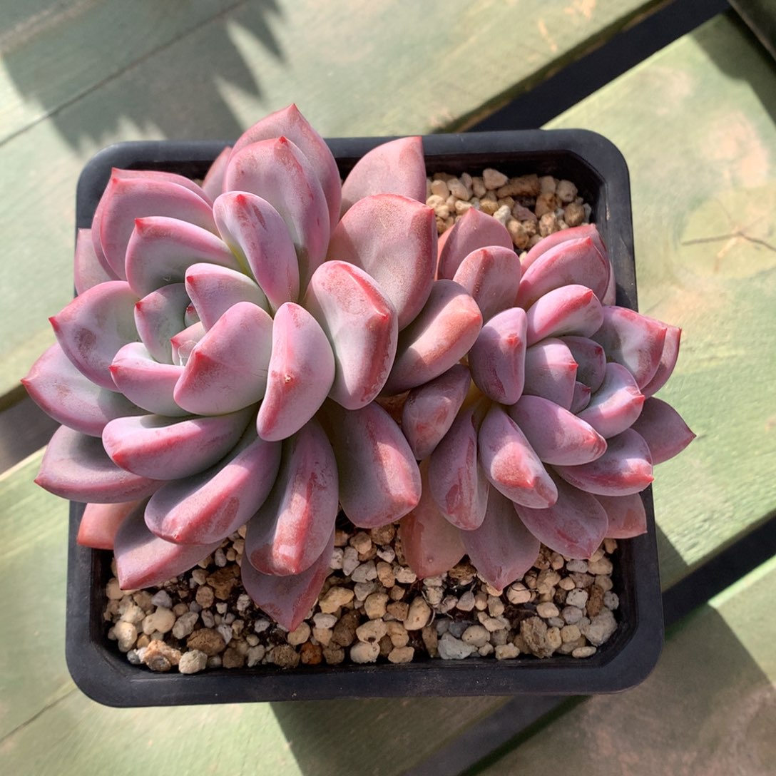 知否 双头 一颗       