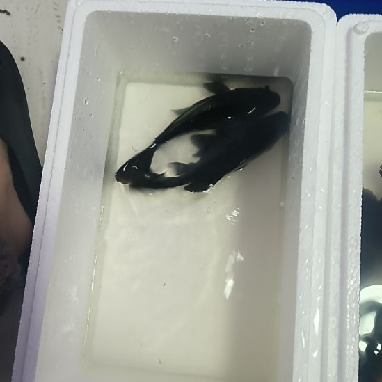 蝴蝶鲤鱼墨蝶大鳍大尾