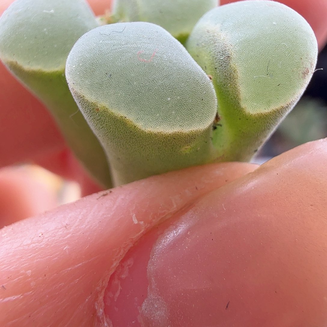 2.14.19/MSG2151极窗风铃双头/多肉