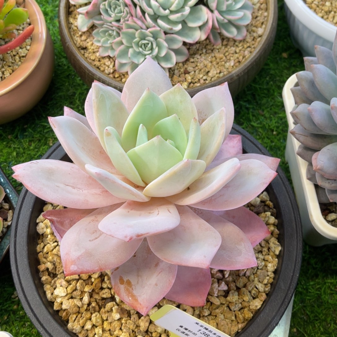 三*牛1386国产奶茶大单头冠幅17↔