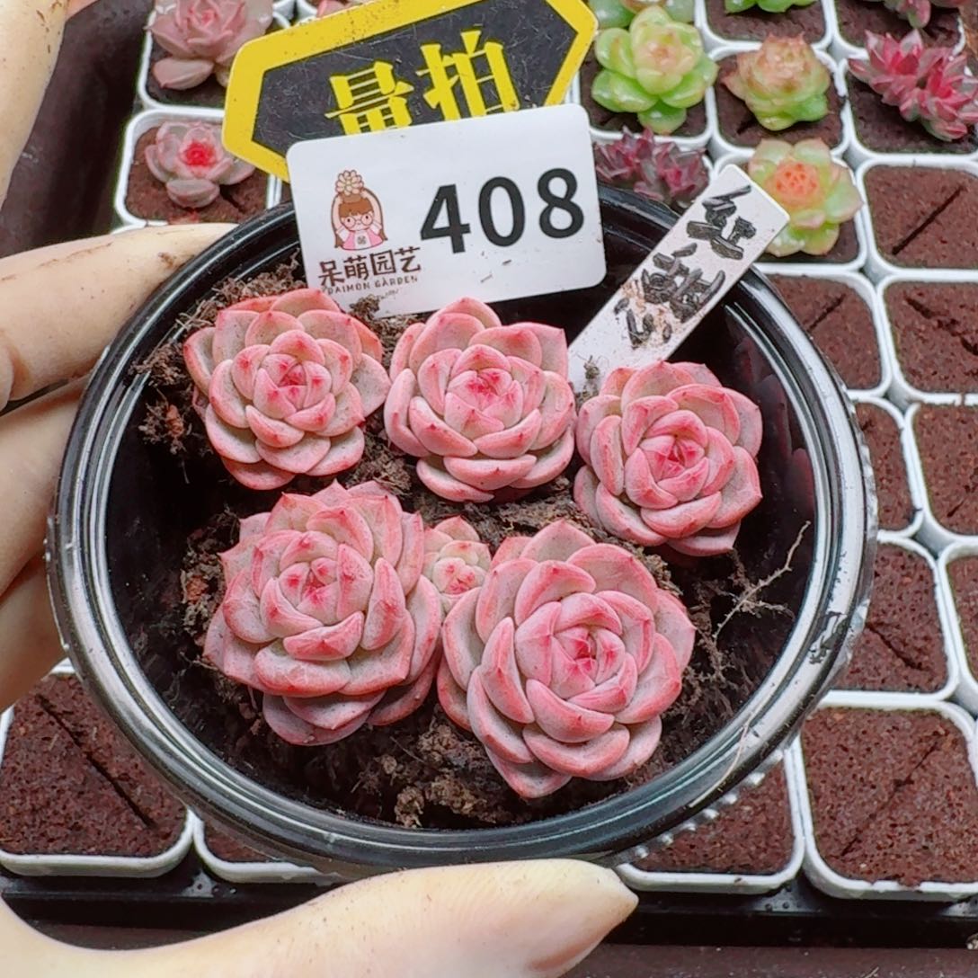 多肉植物多肉植物