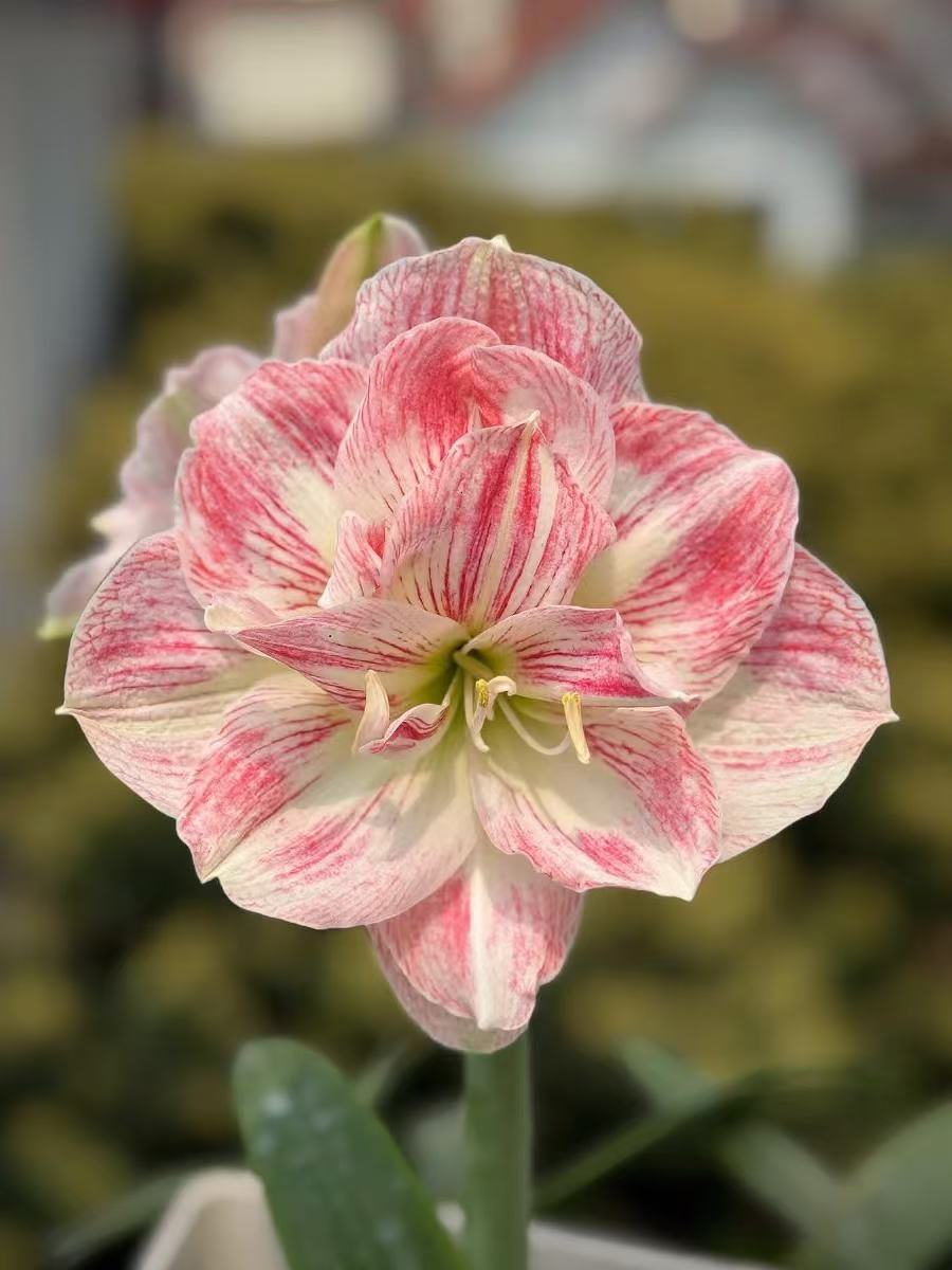 S孤挺花园 MP9 裸球