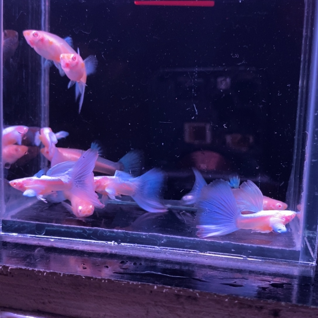 灯***母孔雀鱼蓝色飞船四对
