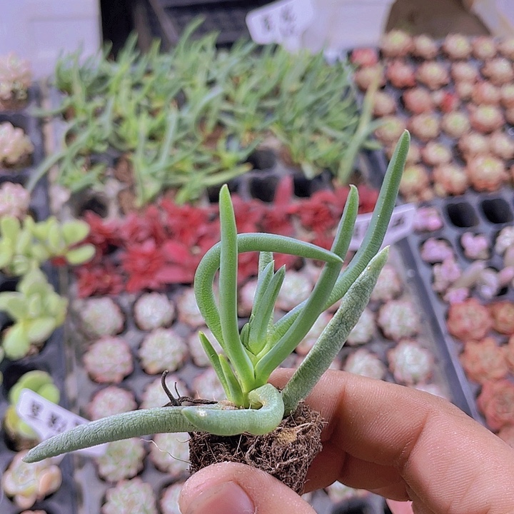 奔龙【满10颗包邮】