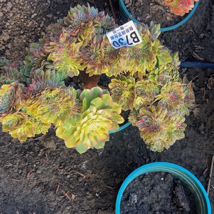 荔枝花花30-31包邮花花