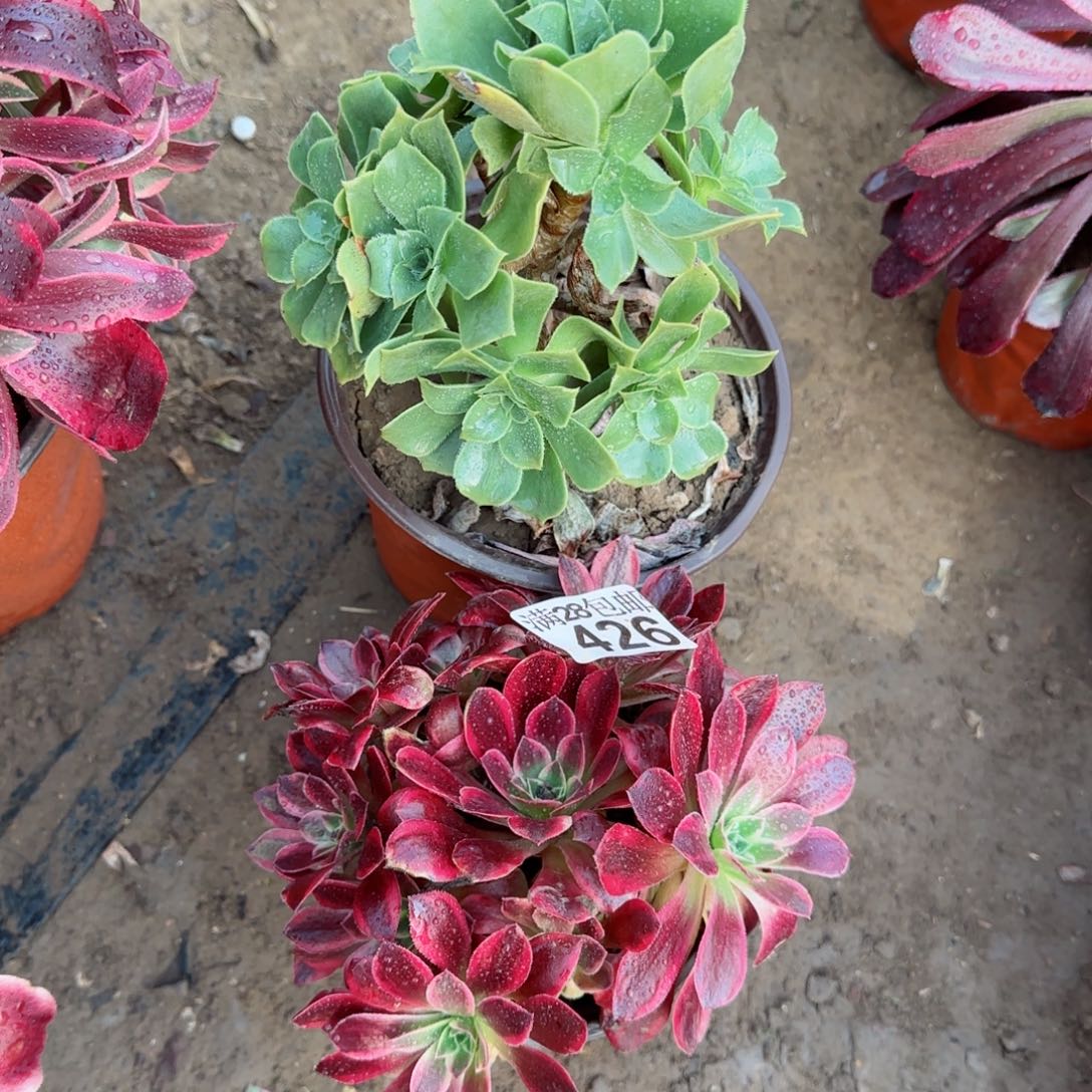 多肉425+426满28包邮断枝不包