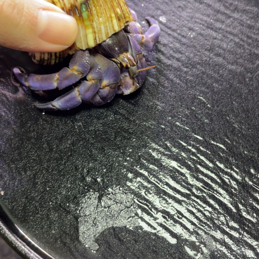 寄居蟹寄居蟹寄居蟹