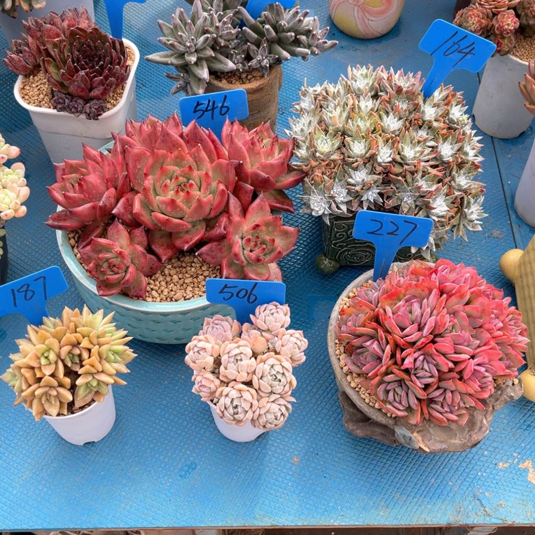 A*I506月影多肉植物