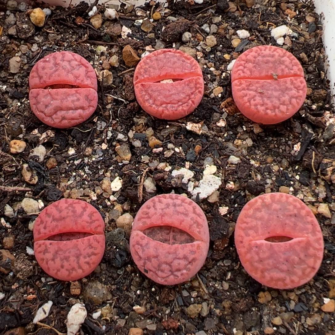 3.4好看的多肉脱土发货685