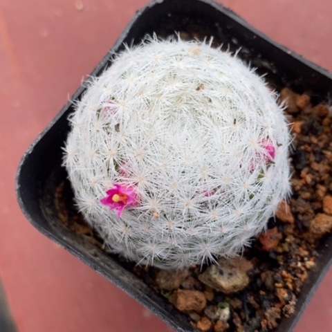 大春星单4仙人球