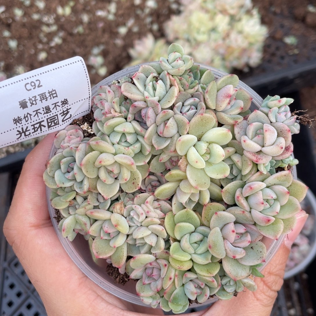 C92甘露寺播种切糕苗超推荐