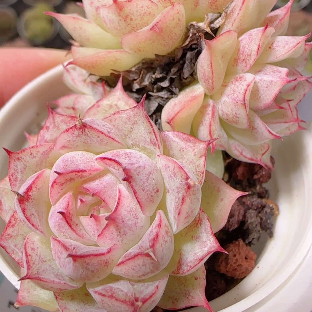 花语逸镜1129-122散