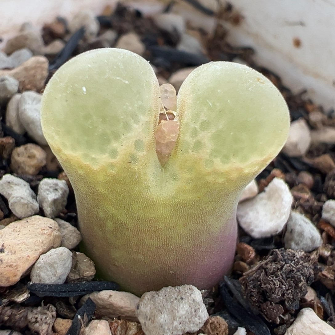 069多肉植物种类多样