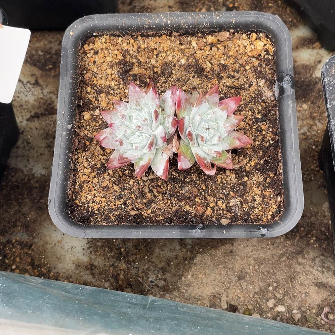 晨溪园艺仙女杯呀