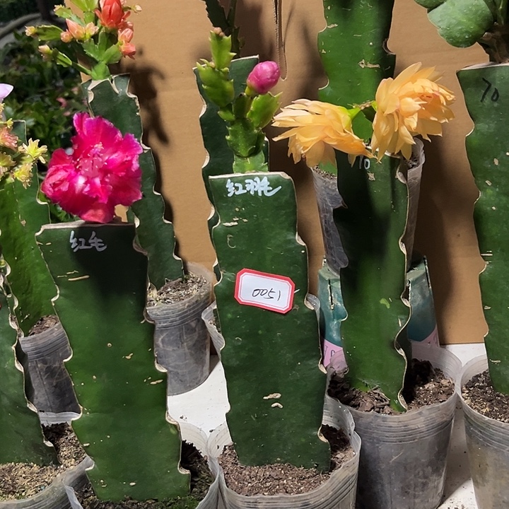 用***3当前无花朵，栽培后可花朵红羽毛