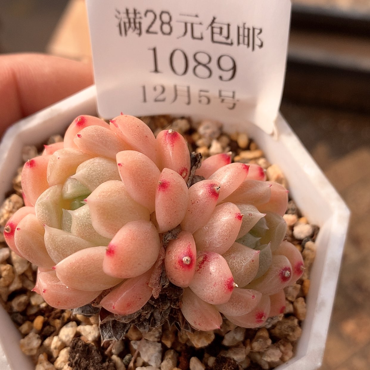 【闪购商品】云1089号