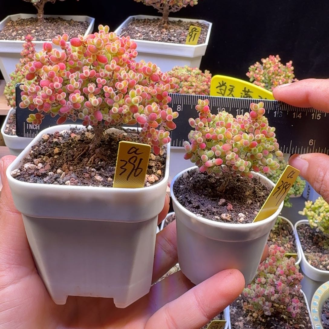 匿***友a396a399两棵蜜橘