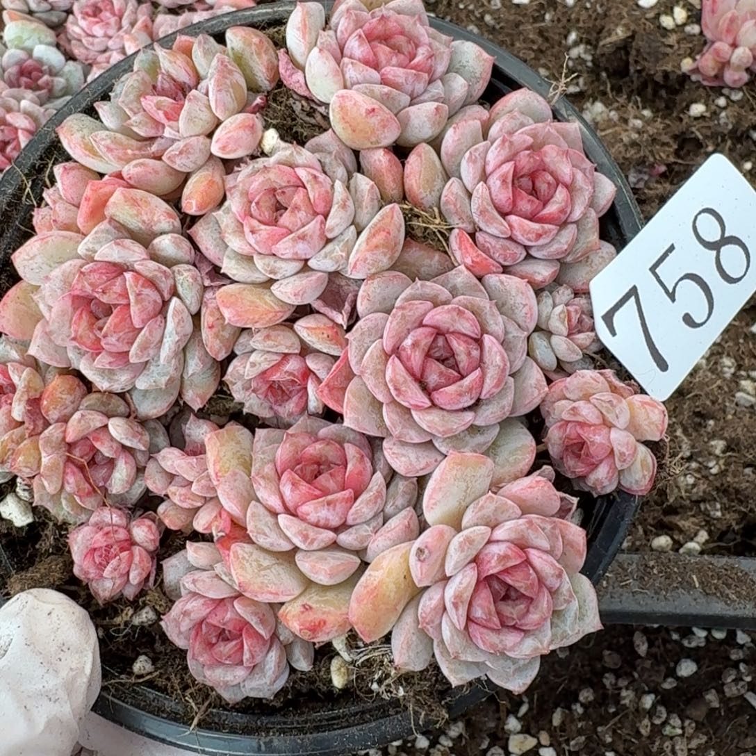 多肉植物多肉植物758