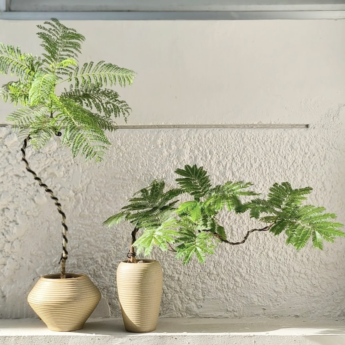 室内耐阴绿植密叶猴耳环可长成大树的趣味观叶植物