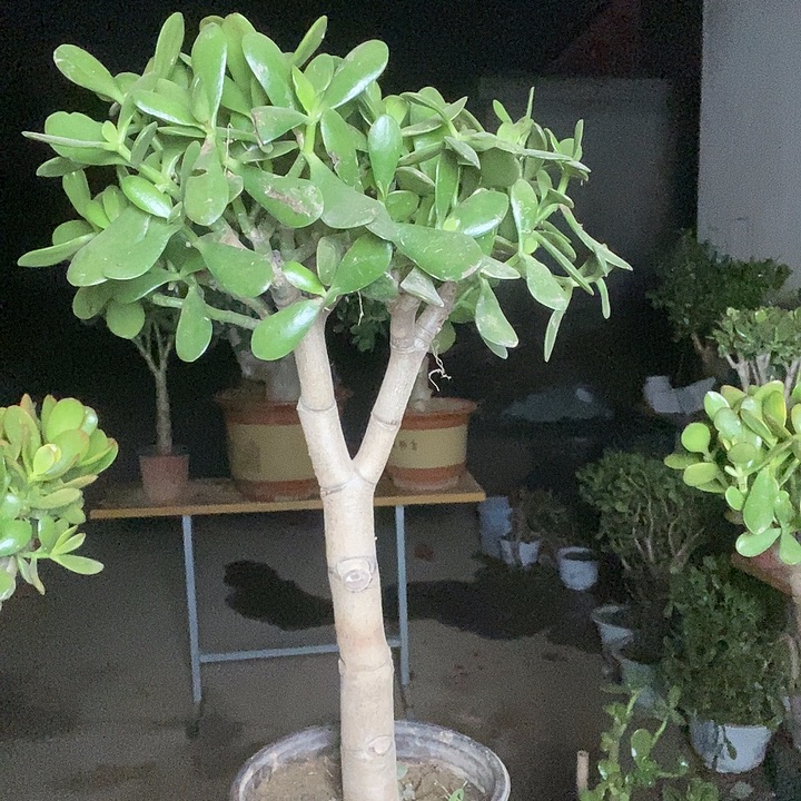 L***i黄金花月一物一拍