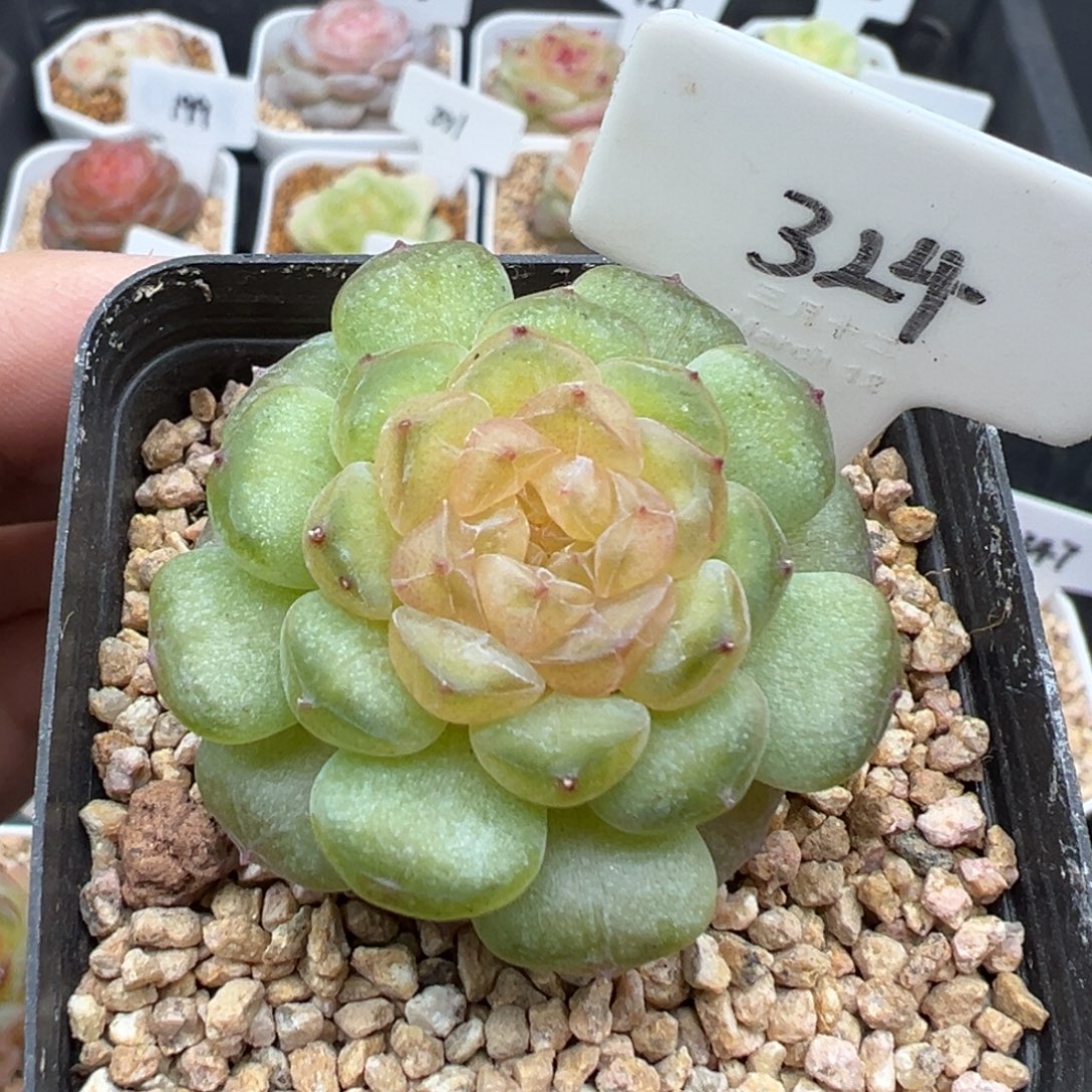 324号风花雪月系列流萤