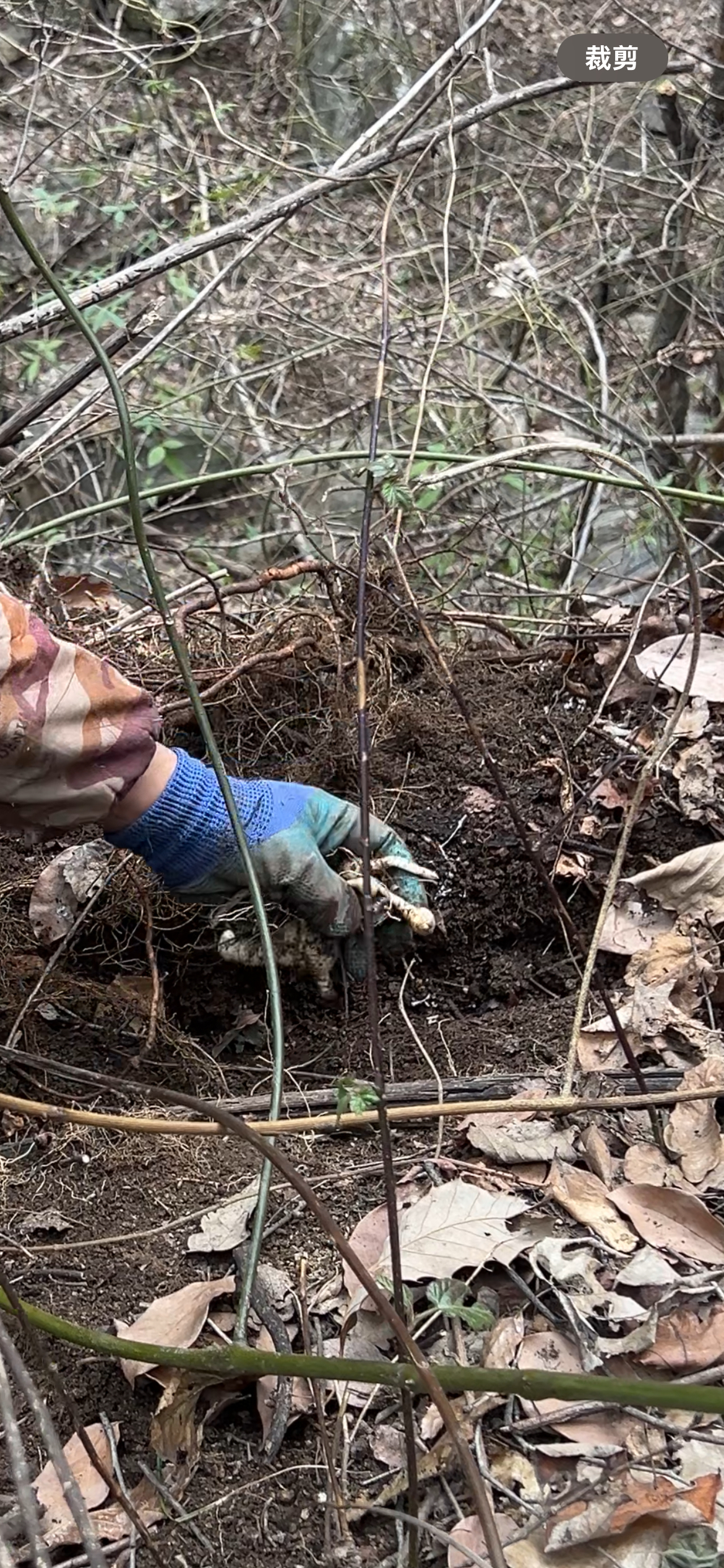 陈孩家的土特产，有什么就拍什么