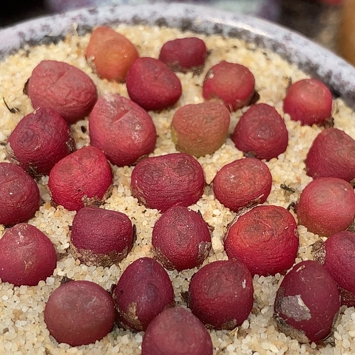 吕氏甜杏sp一颗    买2送 1