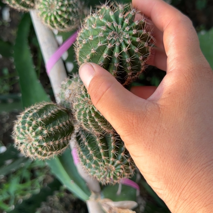 倾城无根侧芽三公分左右