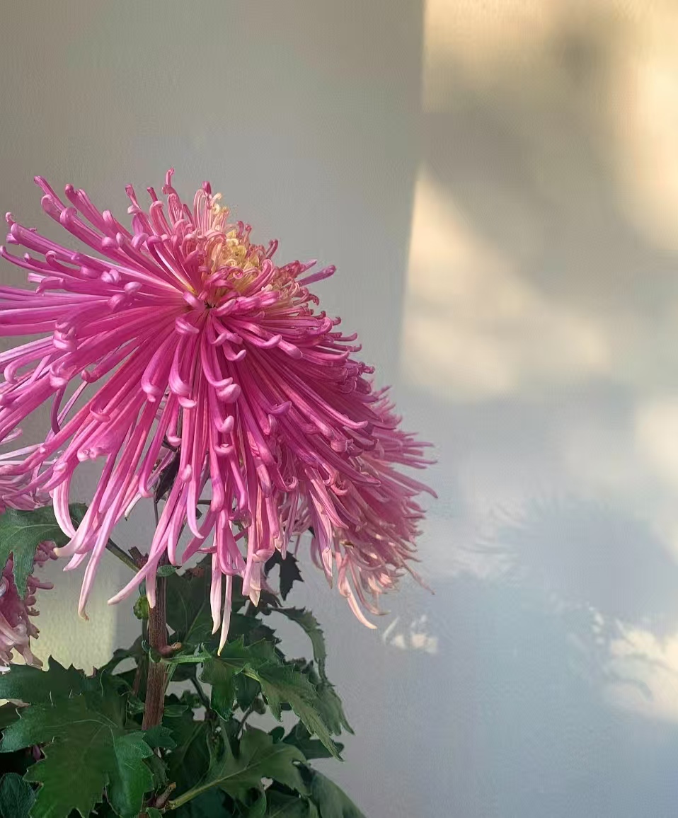 【紫霞秋英】稀有品种 高端菊花 精挑细选 原盆原土发货