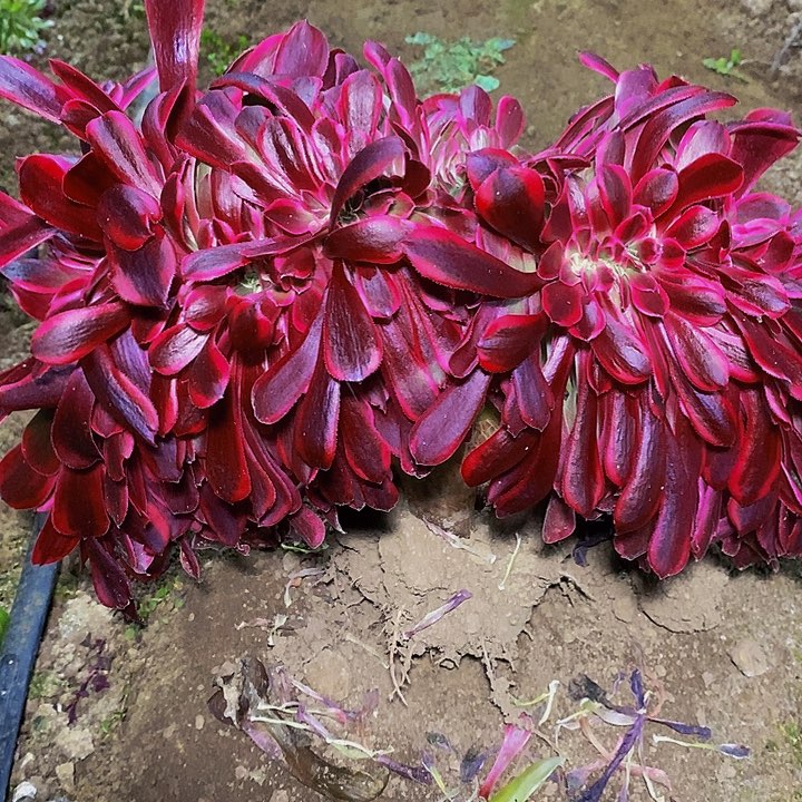 多肉植物美杜莎缀