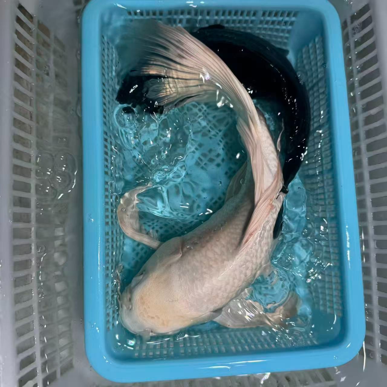 【两条装】15-20cm黑金白蝴蝶锦鲤活体包邮渔场直发