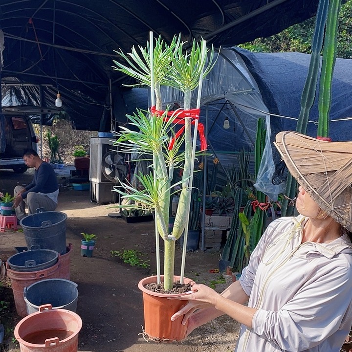 哈***哈完全开放天龙树带盆土