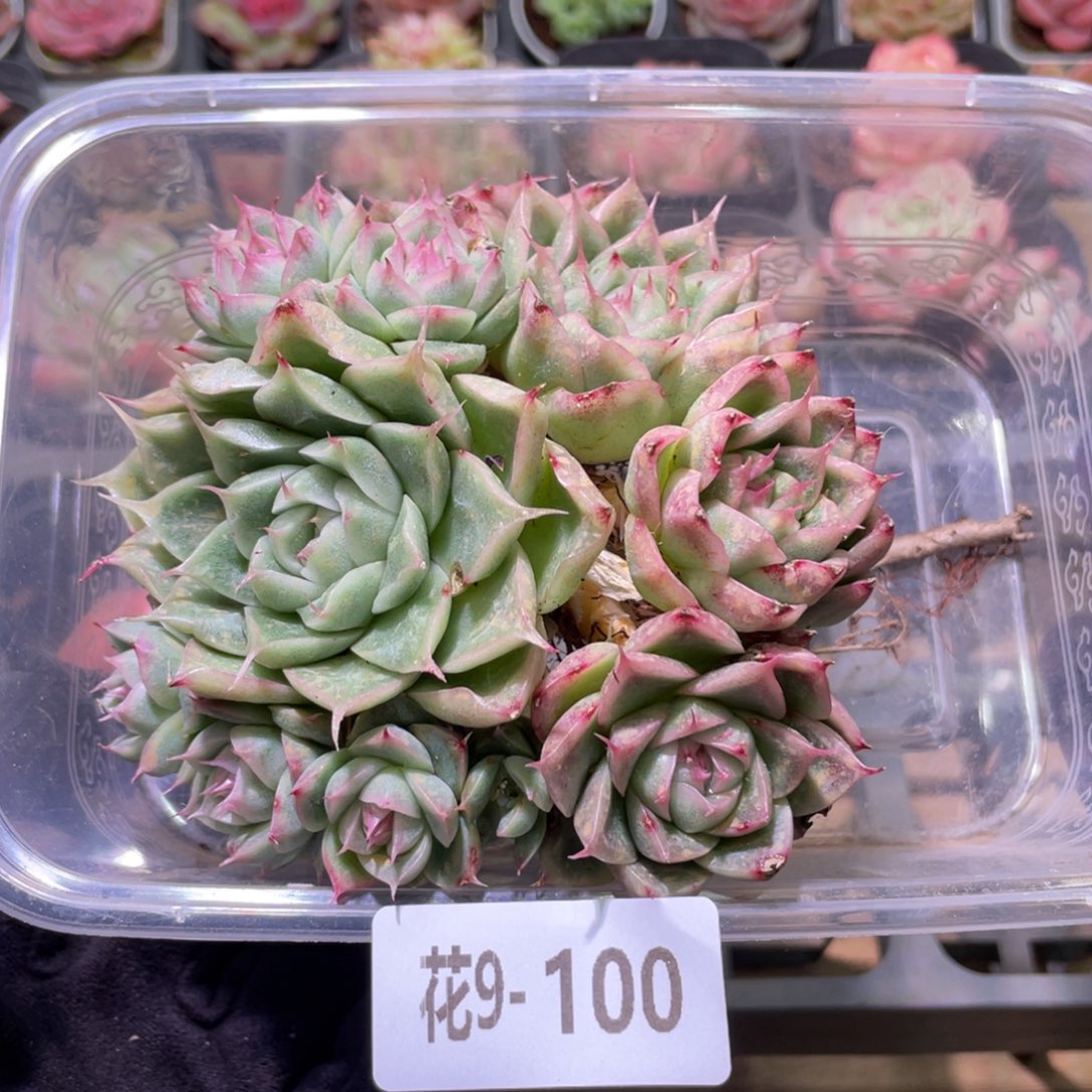 花利美9-10.麦秆群